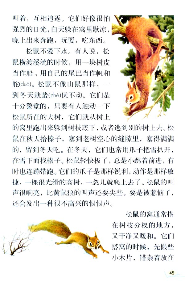 《松鼠》电子教材
