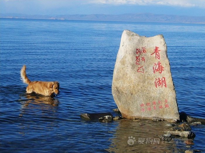 《青海湖，梦幻般的湖》课文图片
