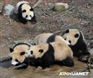 Ķ⡣Do you know Expo pandas (è)? They're ten pandas from Sichuan. They came to Shanghai in January this year. They're very happy to be here.-꼶Ӣ